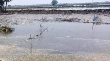 বিপাকে চিংড়ি চাষিরা