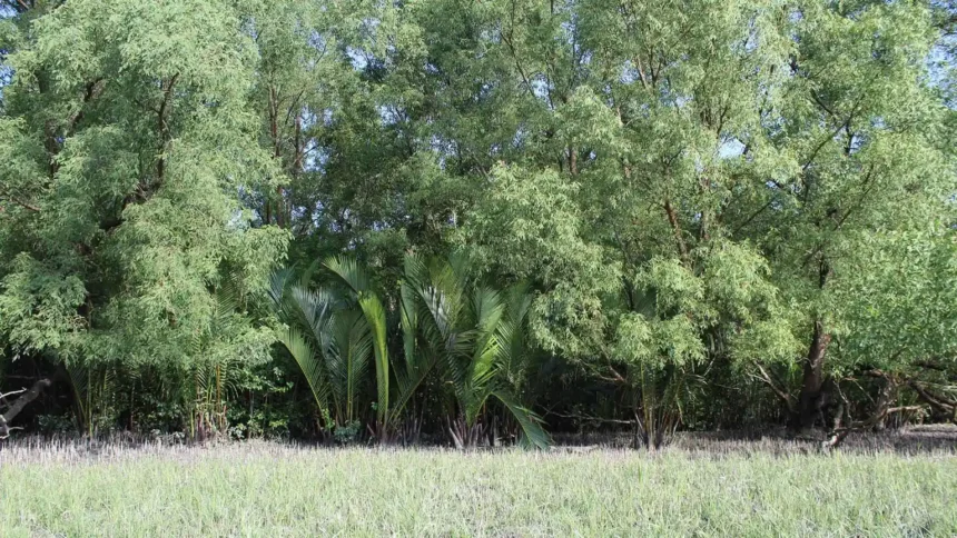 সুন্দরবনে আবারও বনদস্যুরা ব্যাপক