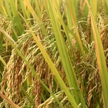 বোরো ধানের ফলন নিয়ে