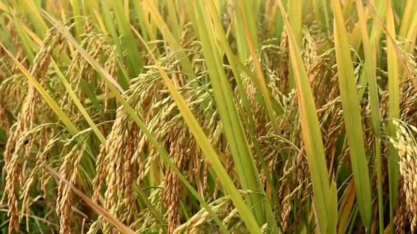 বোরো ধানের ফলন নিয়ে