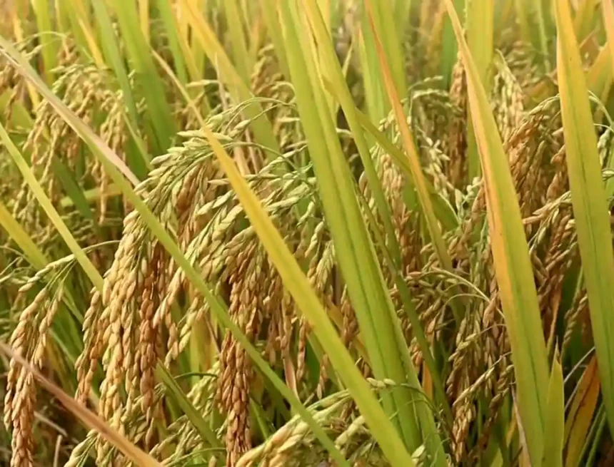 বোরো ধানের ফলন নিয়ে