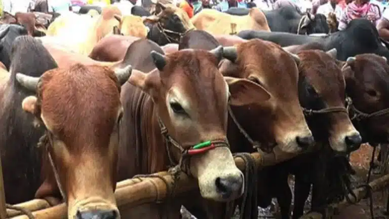 খুলনায় কোরবানির পশুর চাহিদা মিটিয়ে বিপুল পরিমাণ পশু উদ্বৃত্ত