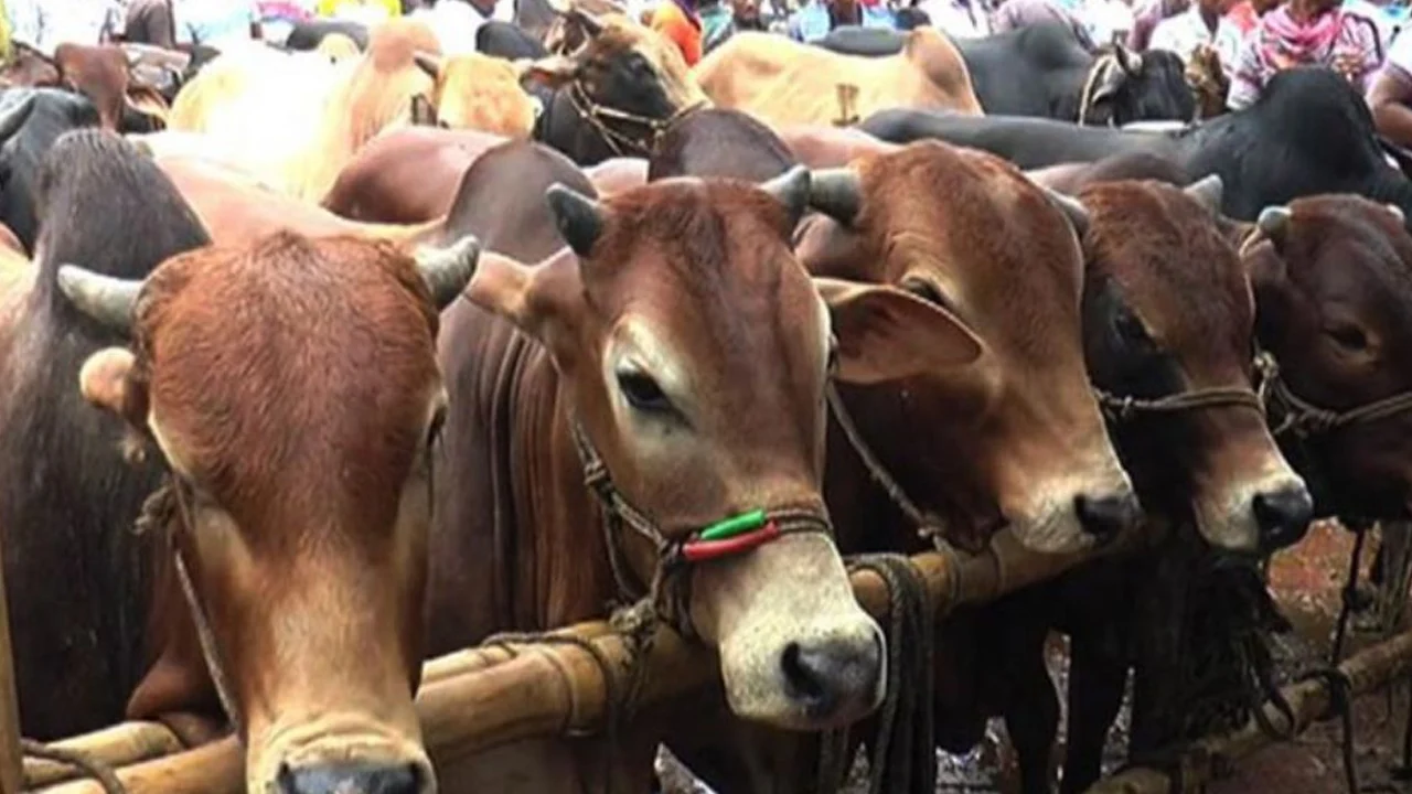 খুলনায় কোরবানির পশুর চাহিদা