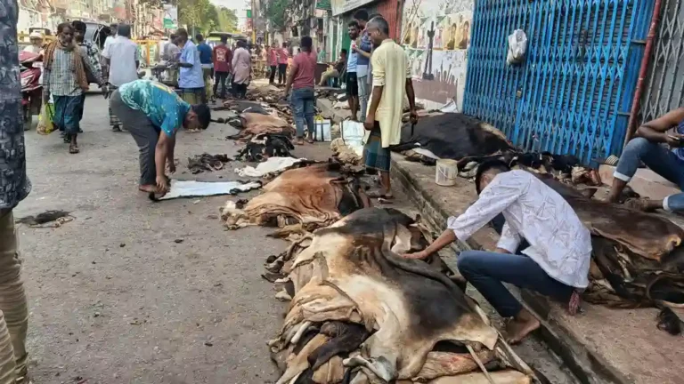 বগুড়ার চামড়ার বাজারে মন্দা, লোকসানে মৌসুমি ব্যবসায়ীরা