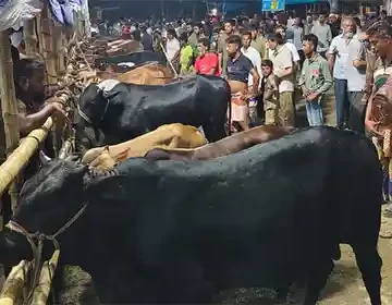জোড়াগেট পশুর হাটে রেকর্ড