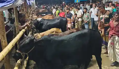 জোড়াগেট পশুর হাটে রেকর্ড
