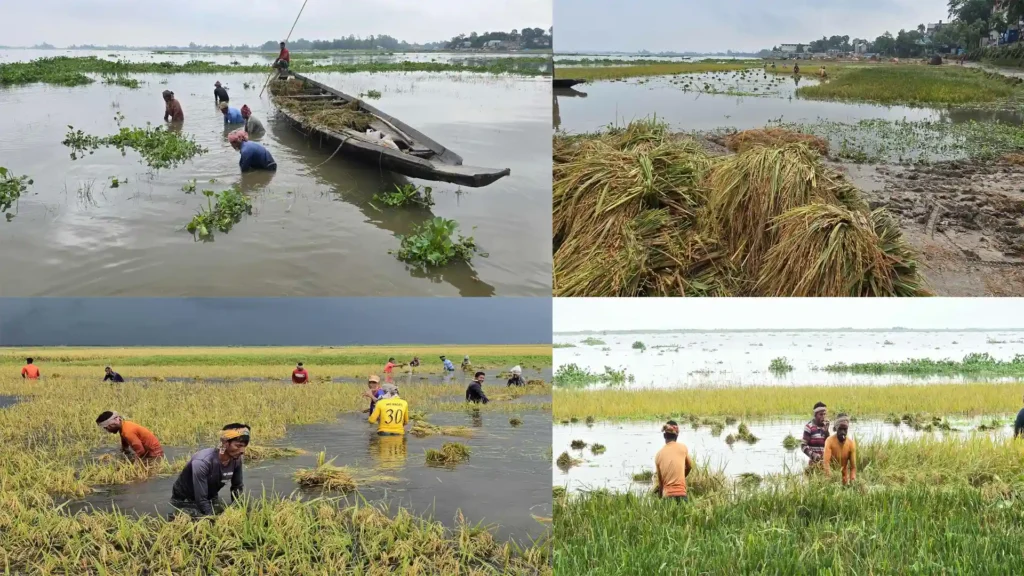 নাসিরনগরে অকাল বন্যা 
