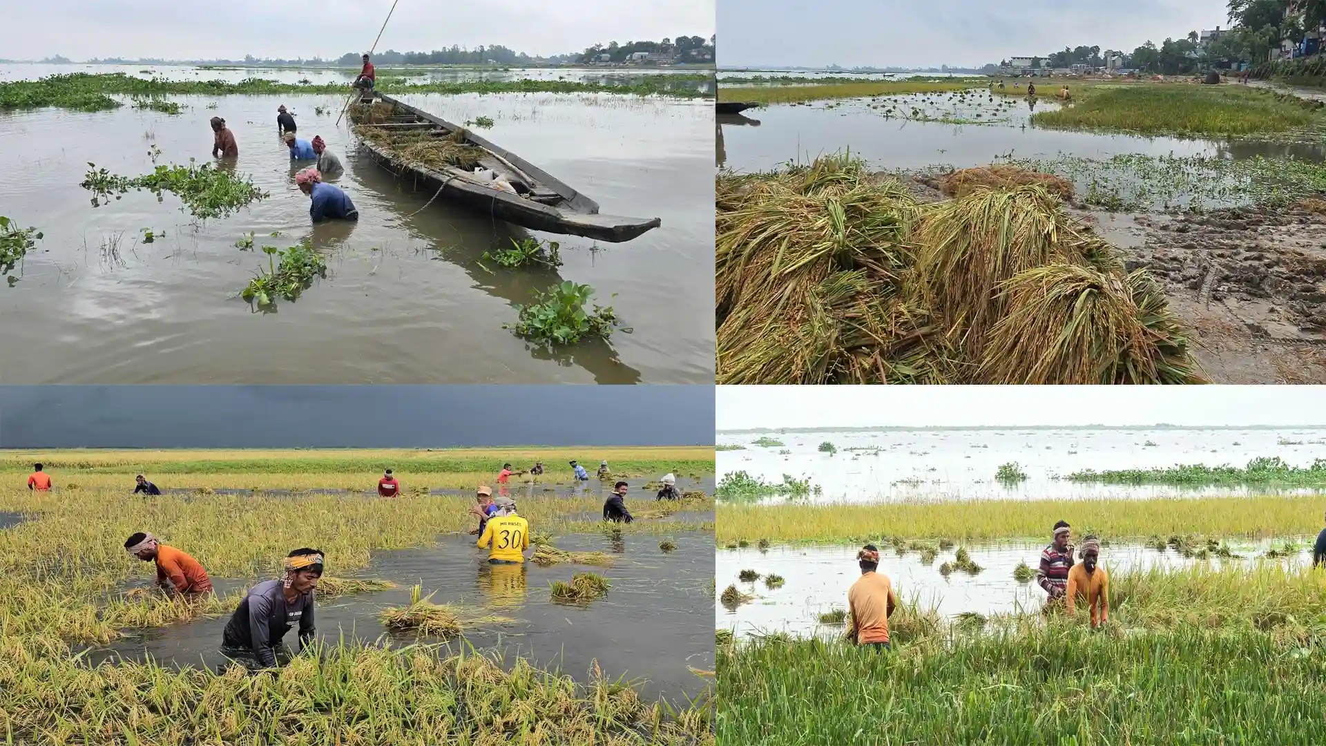 আধাপাকা ধান পানির নিচে