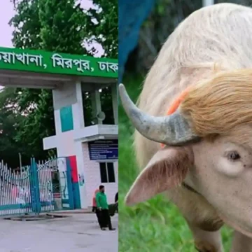 মহিষ ডনাল্ড ট্রাম্প চিড়িয়াখানায়
