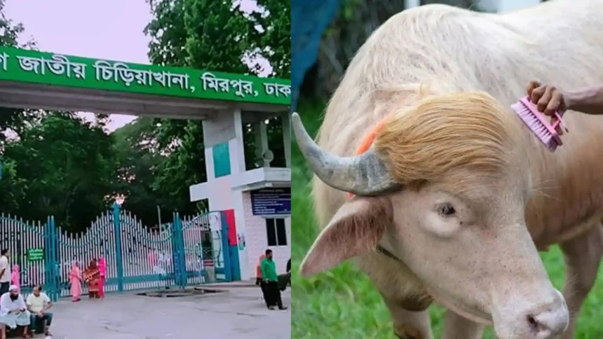 মহিষ ডনাল্ড ট্রাম্প চিড়িয়াখানায়