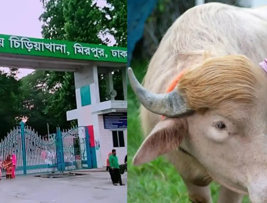 মহিষ ডনাল্ড ট্রাম্প চিড়িয়াখানায়