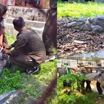 খানজাহান আলীর মাজারের কুমির