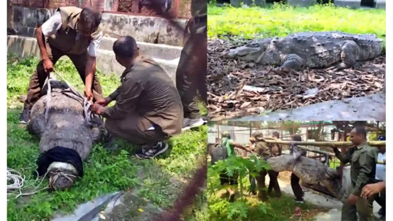 খানজাহান আলীর মাজারের কুমির খুলনায় স্থানান্তর