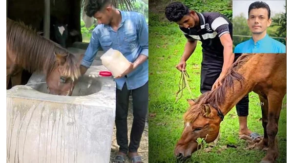 অন্ধ ঘোড়া উদ্ধারের মানবিক গল্প: পাশে দাঁড়ালেন হুইপ বকুল