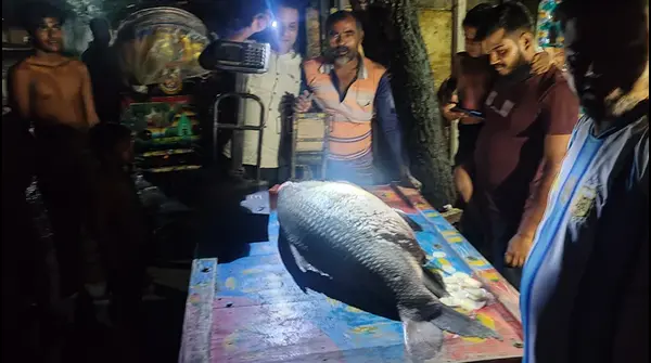 কুষ্টিয়ায় পদ্মায় মিলল বিশাল ৪০ কেজির কাতলা মাছ